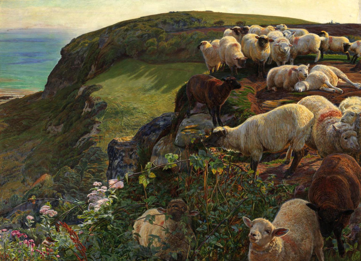 Nos côtes anglaises, moutons égarés