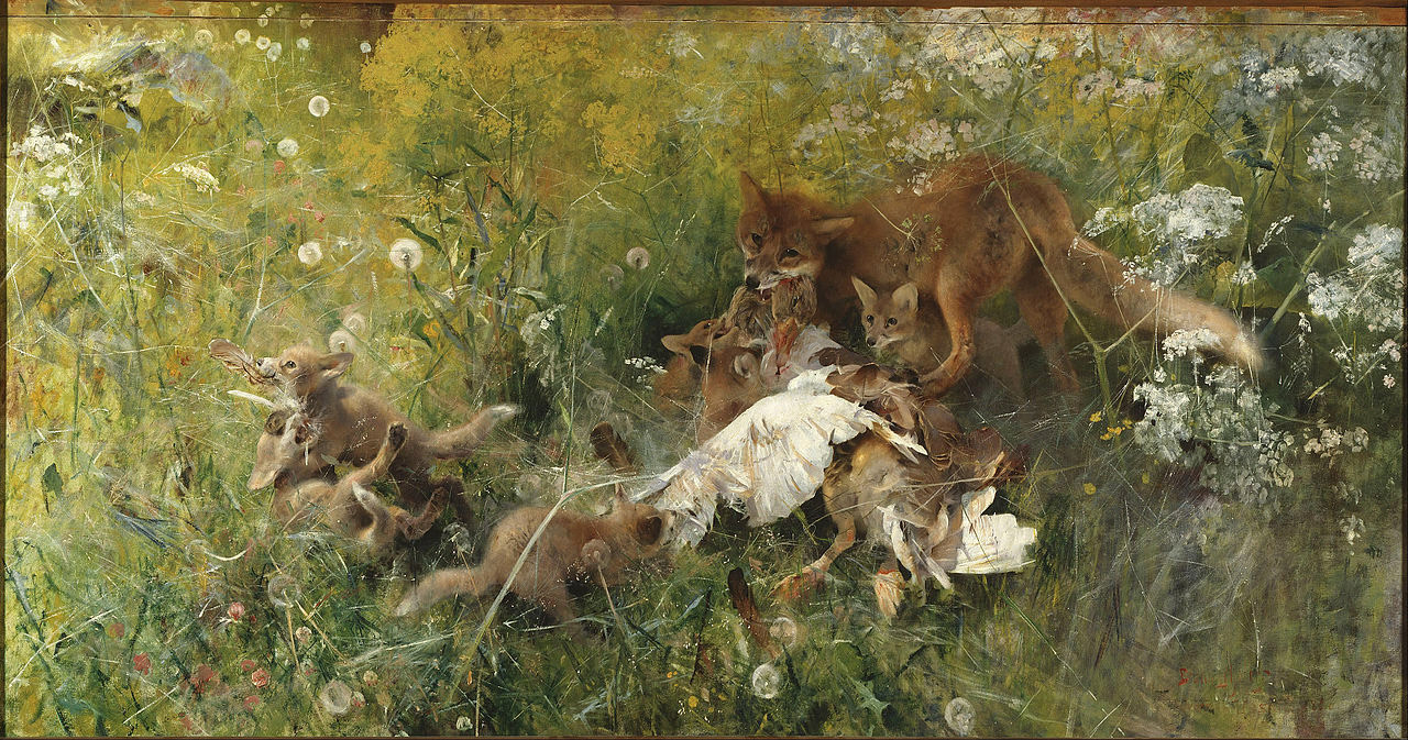 Une famille de renards