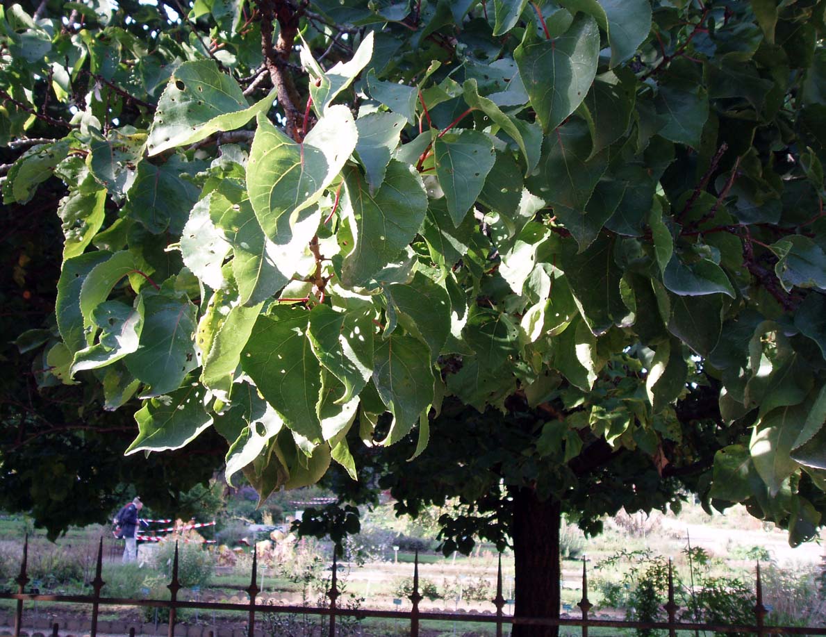 Abricotier (feuilles)