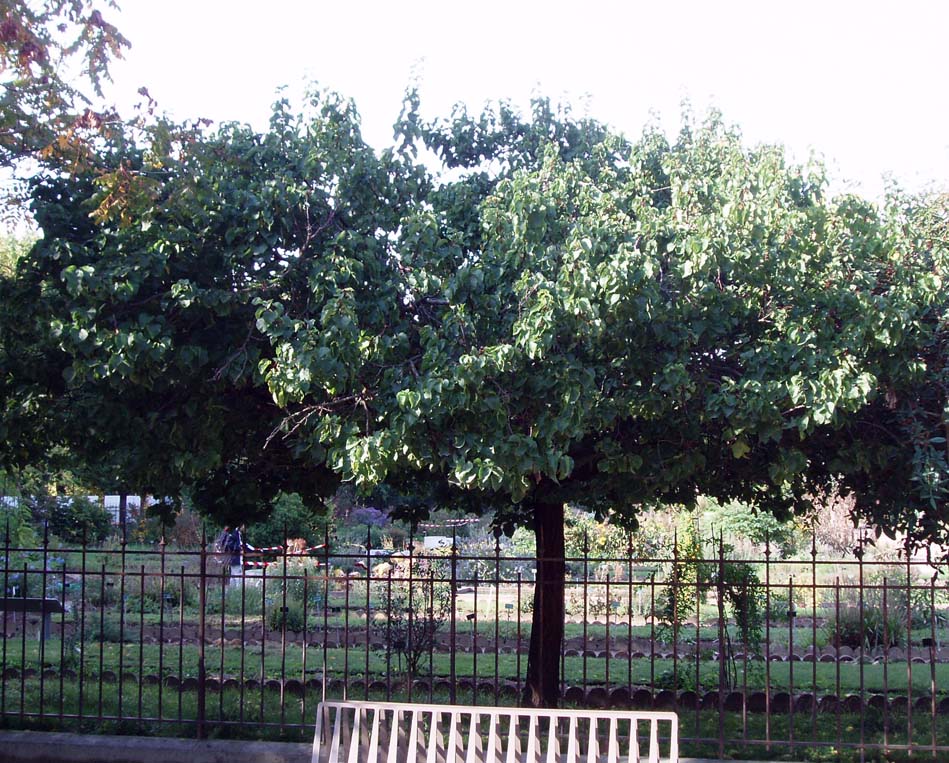 Abricotier Jardin des Plantes