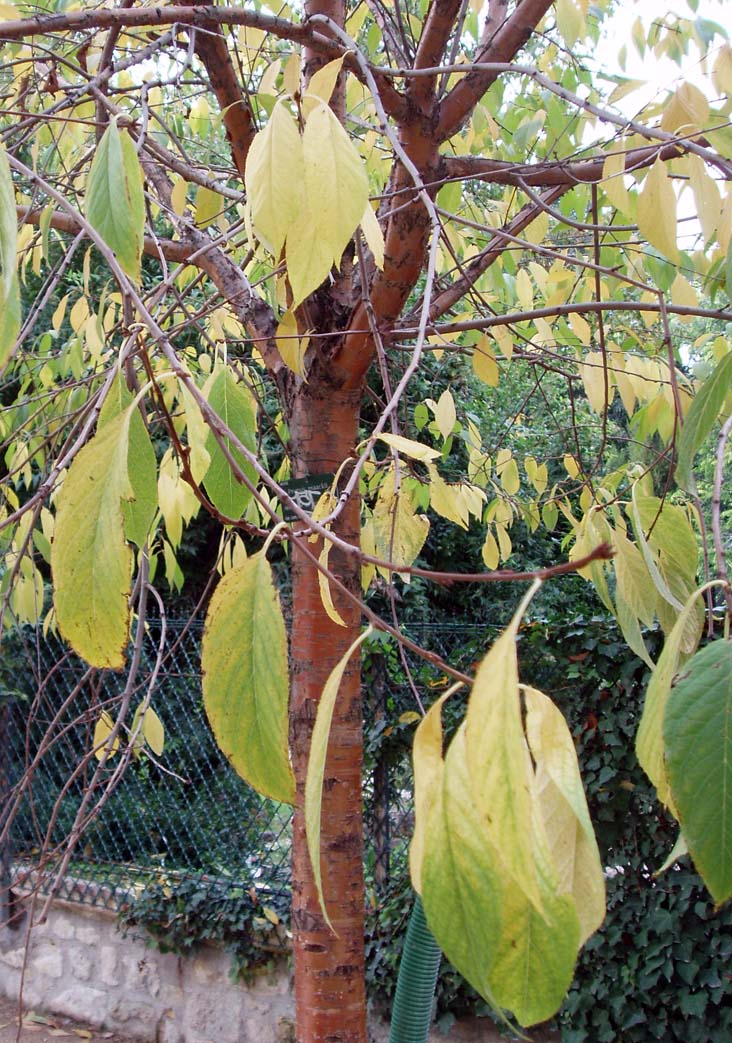 Abricotier de Mandchourie (feuilles)