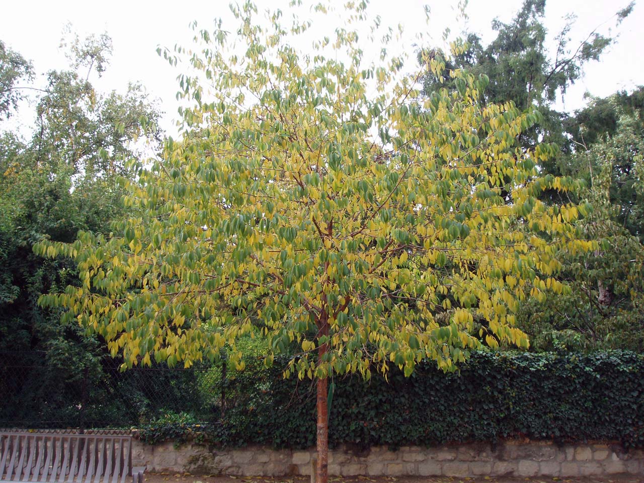 Abricotier Mandchourie Jardin des Plantes