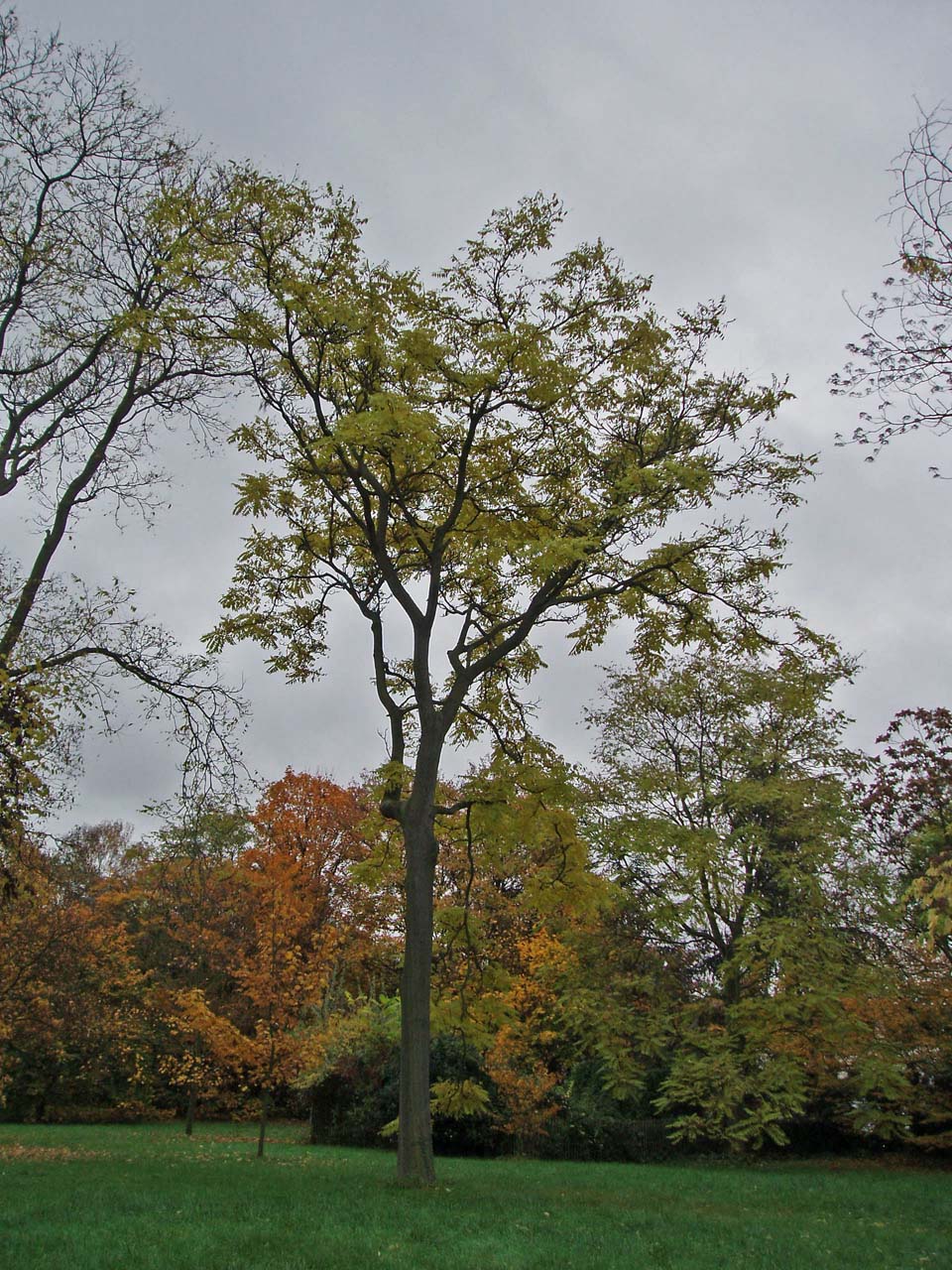 Ailante de Vilmorin Arboretum