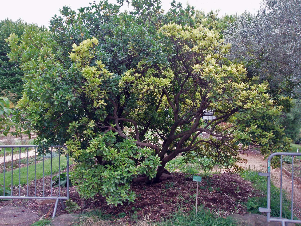 Arbousier Jardin des Plantes