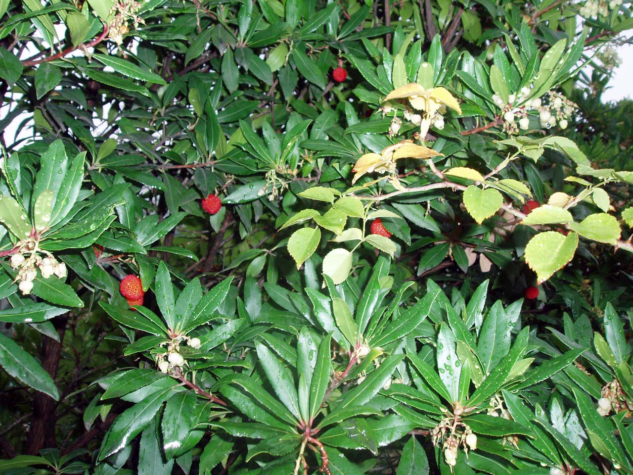 Arbousier (feuilles)