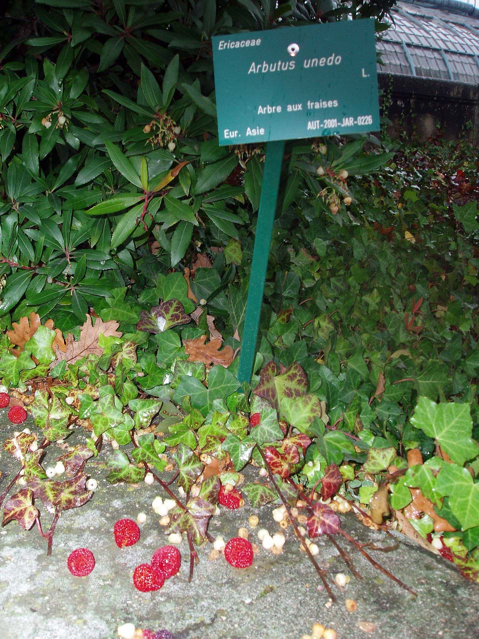Arbousier (feuilles et fruits)