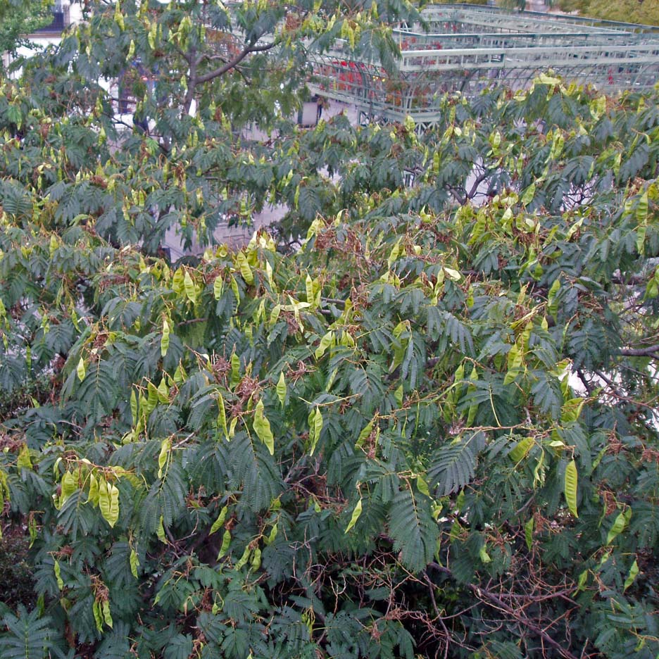 Arbre à soie Forum