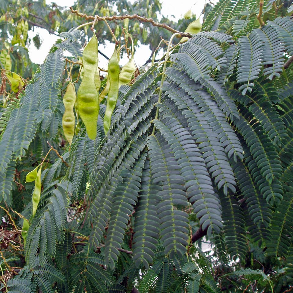 Arbre à soie (feuilles)