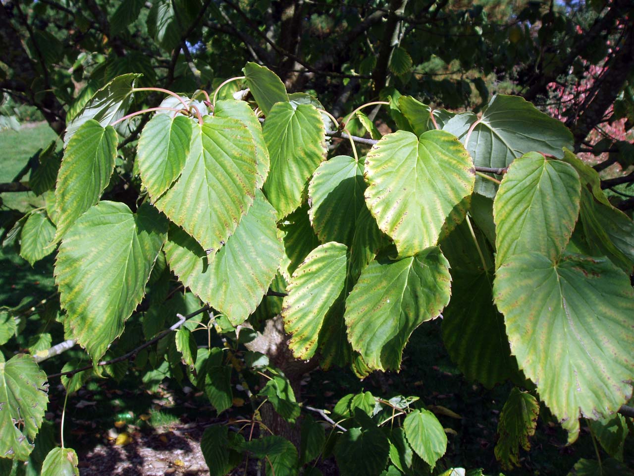 Arbre aux pochettes (feuilles)