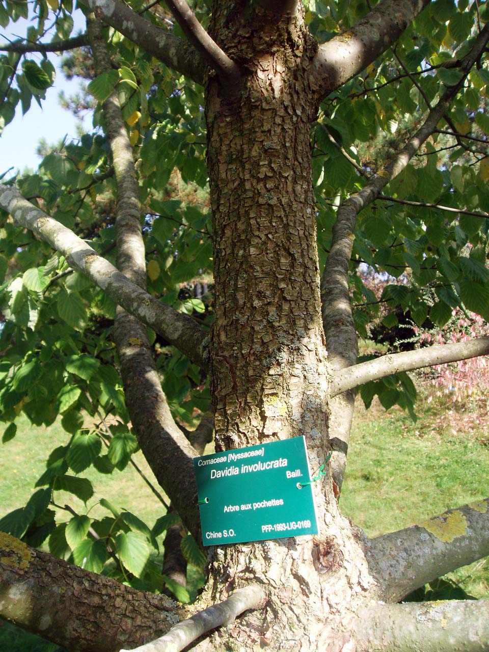 Arbre aux pochettes (tronc)