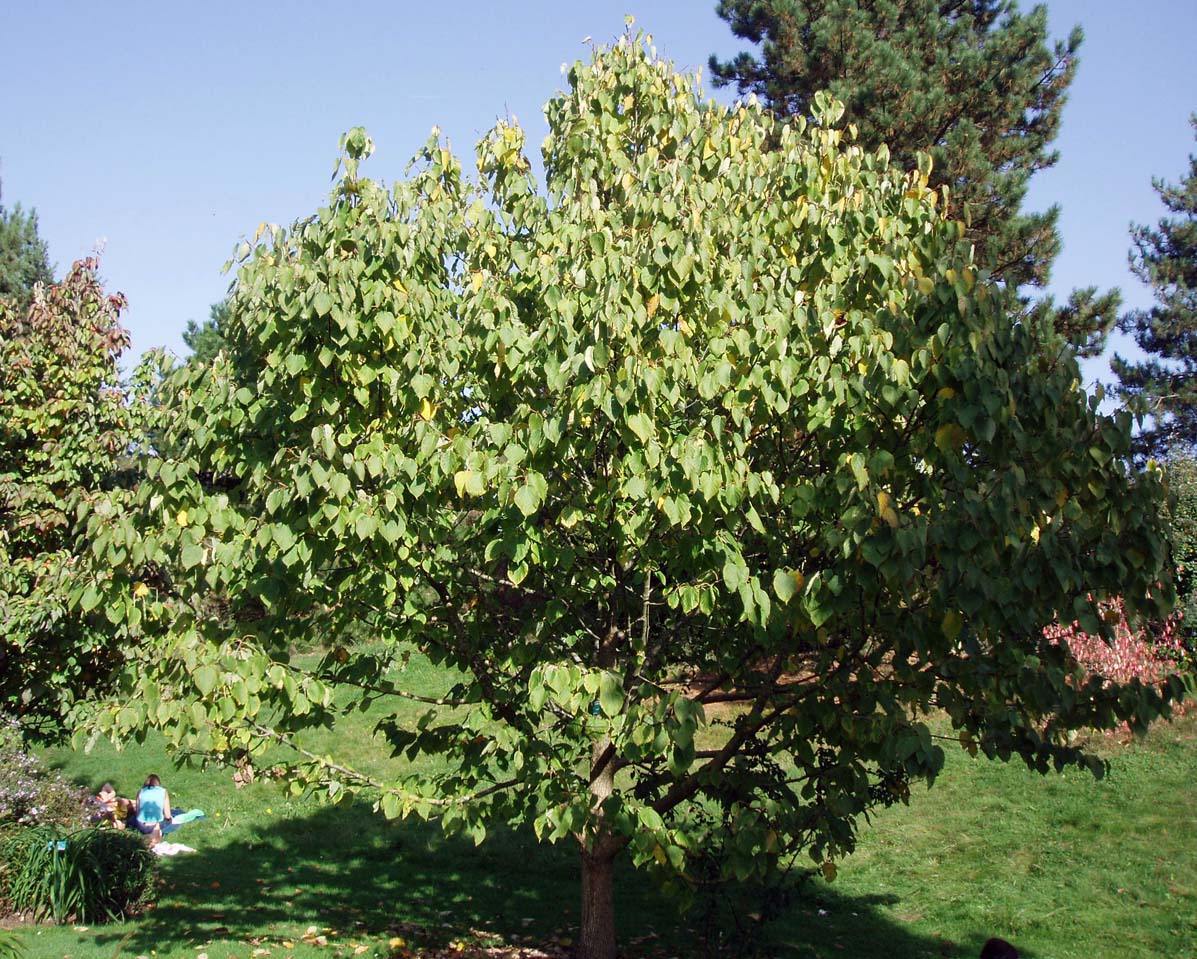 Arbre aux pochettes - Parc floral - Paris