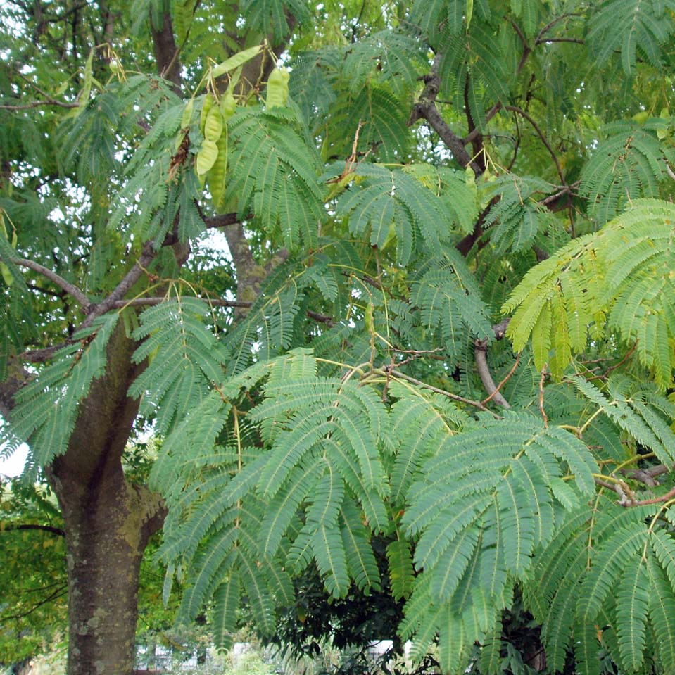 Arbre à soie (feuilles)