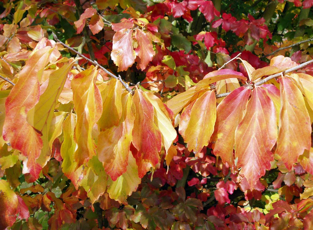 Arbre de fer (feuilles1)