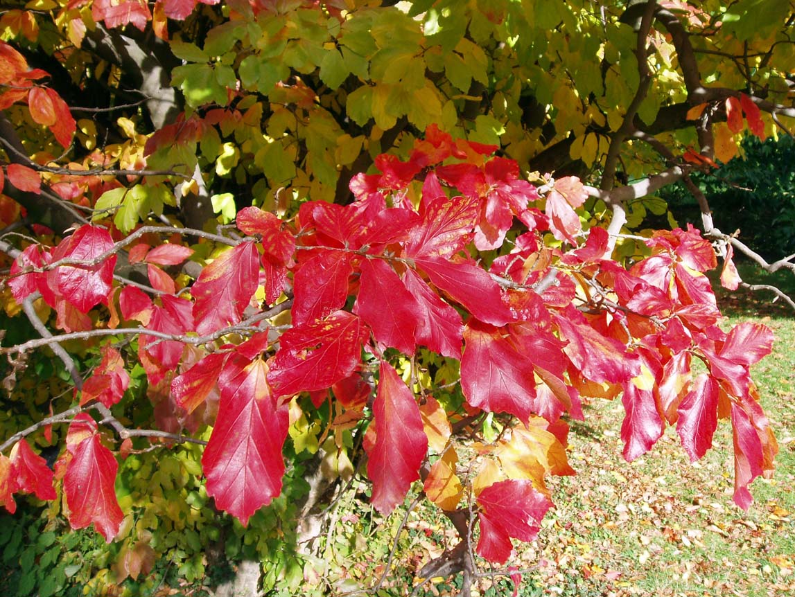 Arbre de fer (feuilles2)