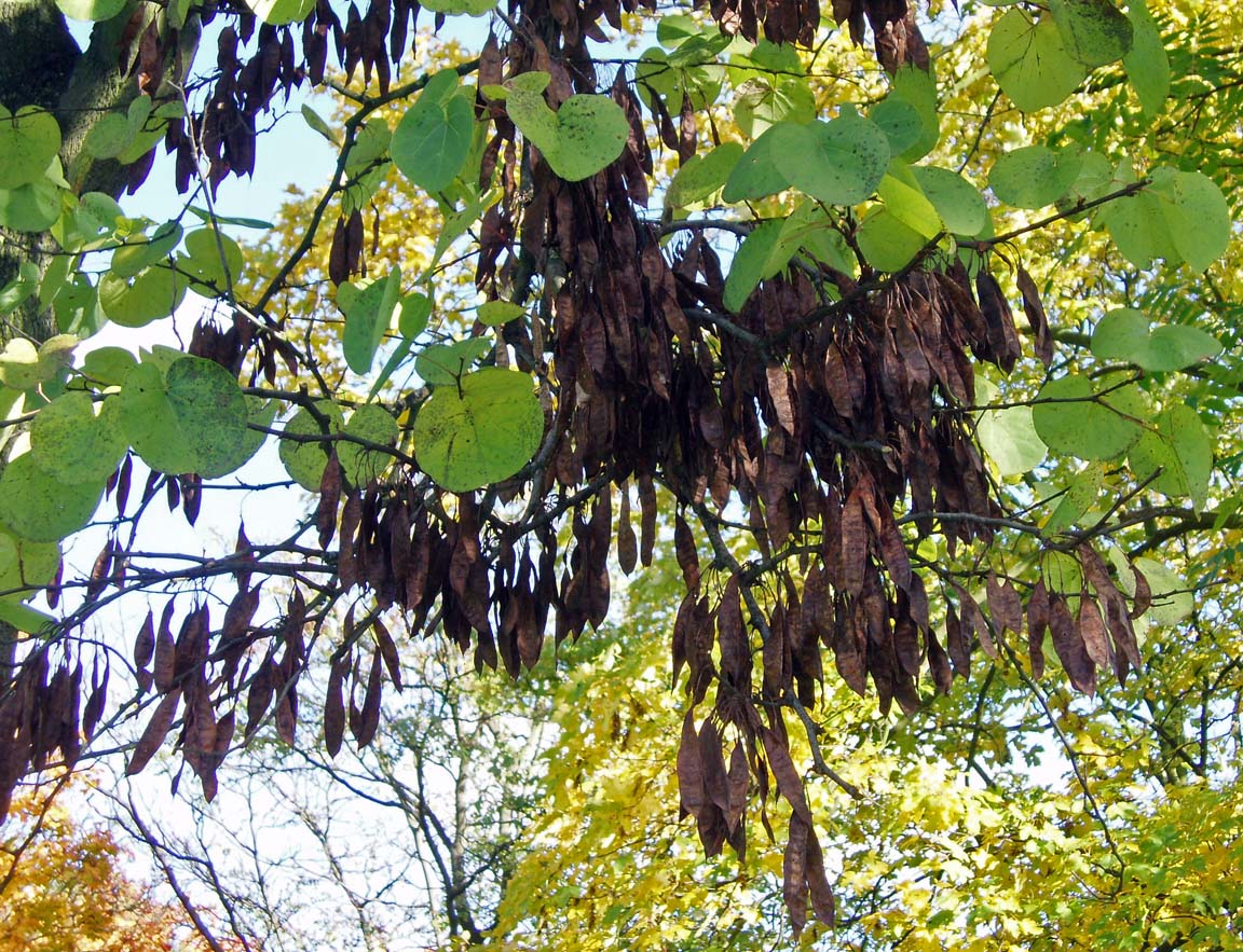 Arbre de Judée (feuilles)