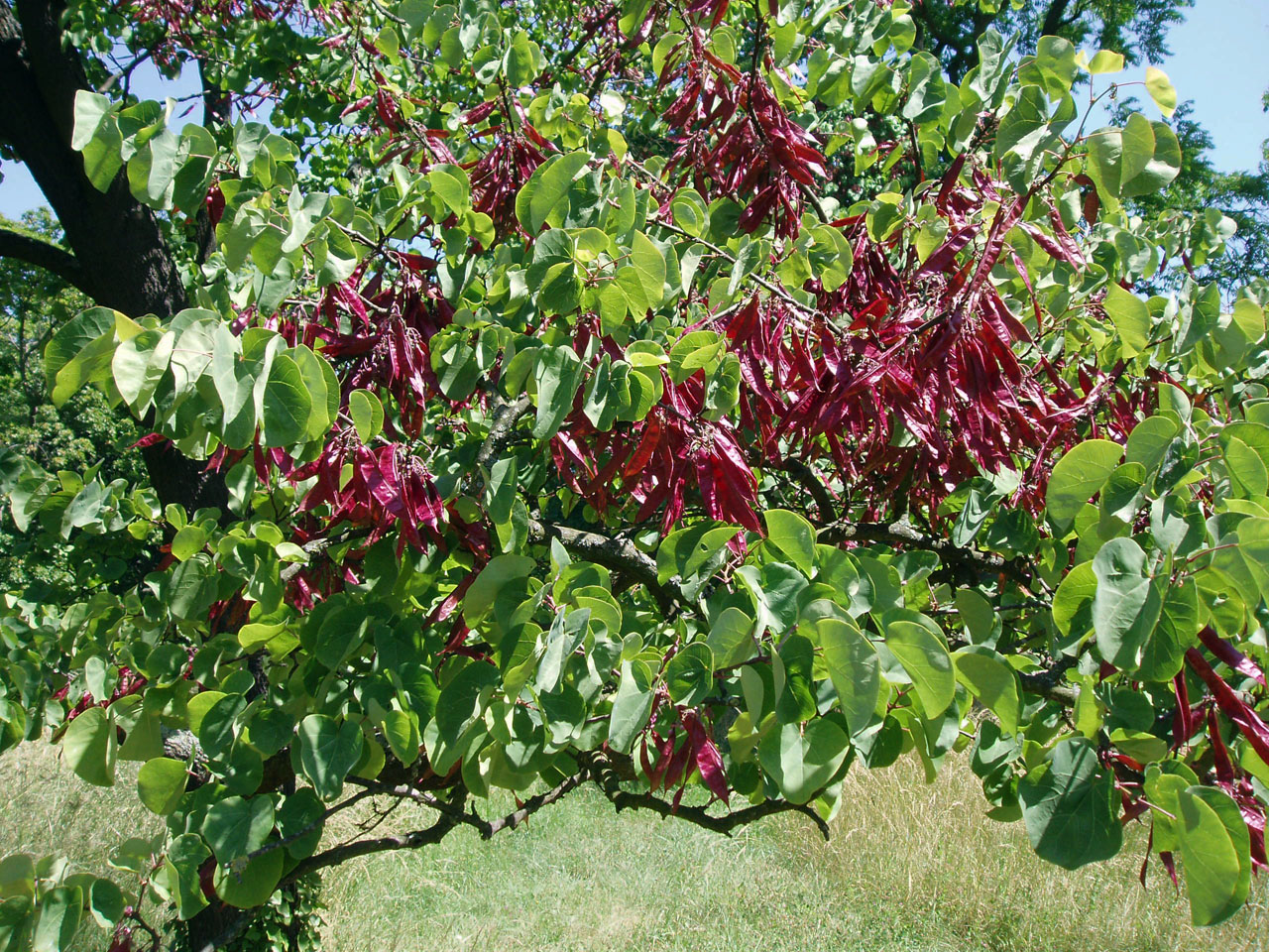 Arbre de Judée (feuilles)