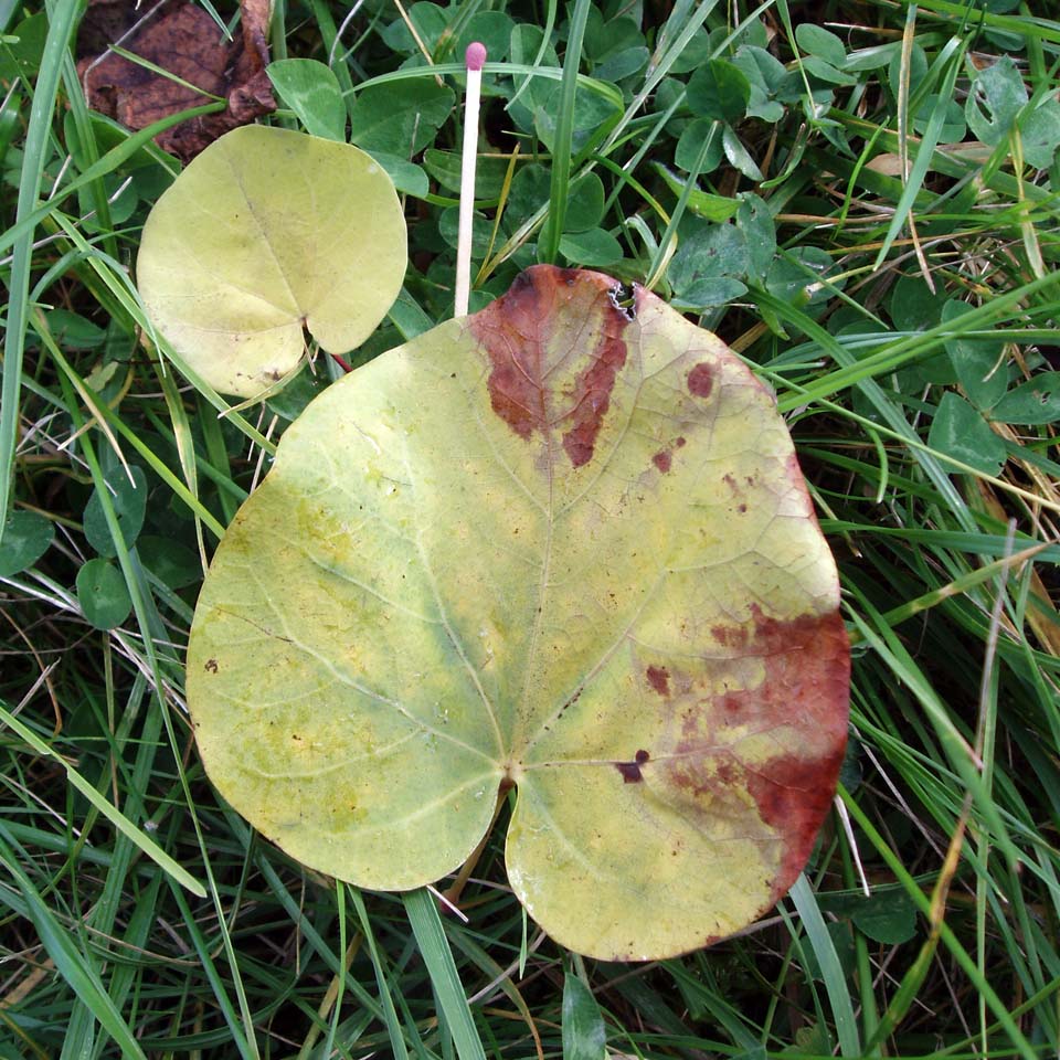 Arbre de Judée (feuille)