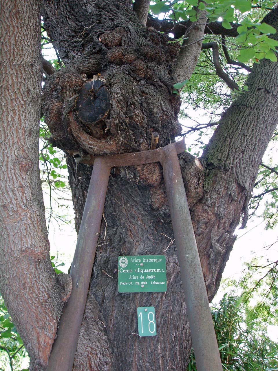 Arbre de Judée (tronc)