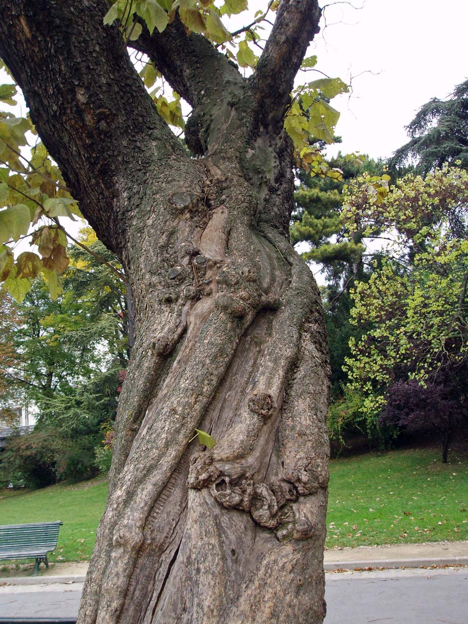 Arbre de Judée (tronc)