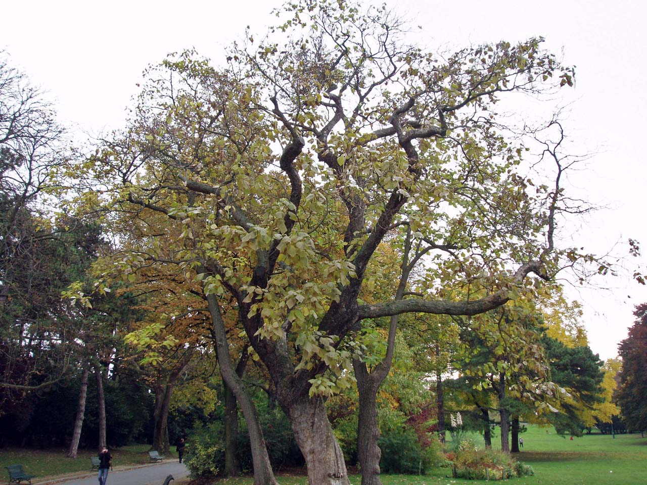 Arbre de Judée - Parc Montsouris - Paris