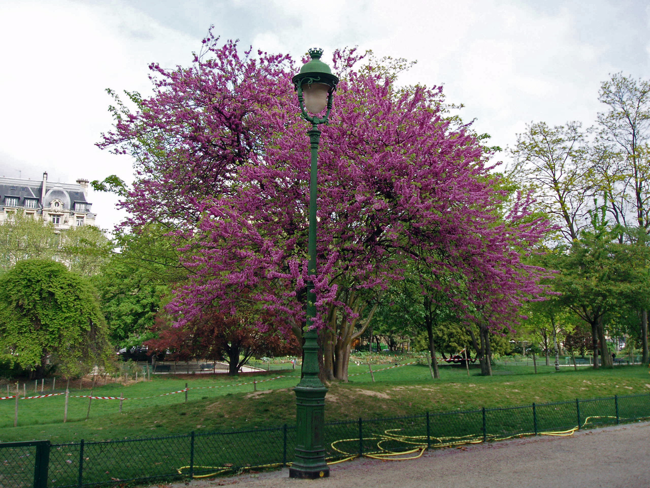 Arbre de Judée - Parc Monceau - Paris