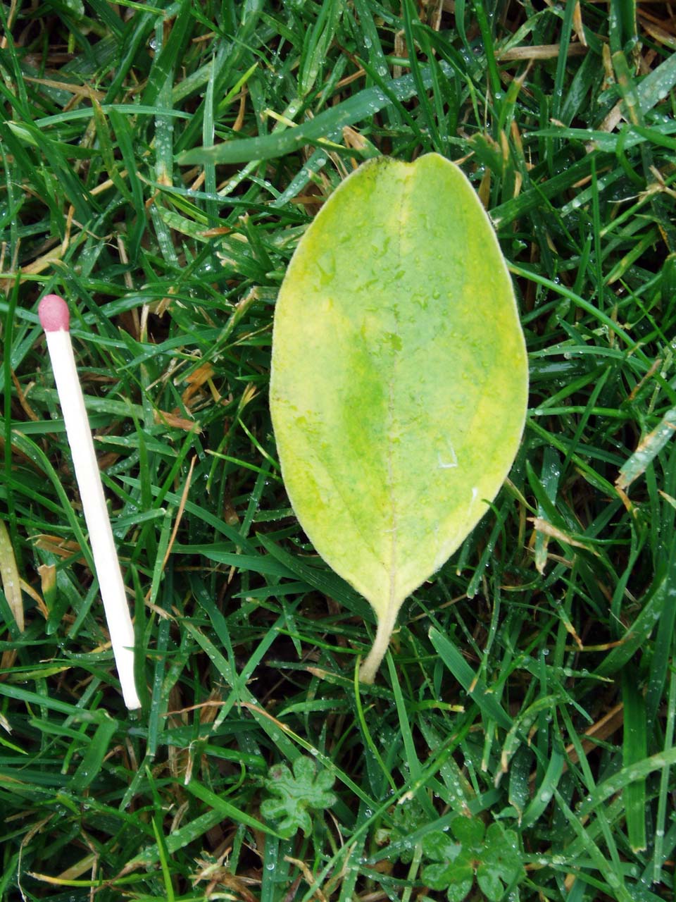 Arbre de neige (feuille)