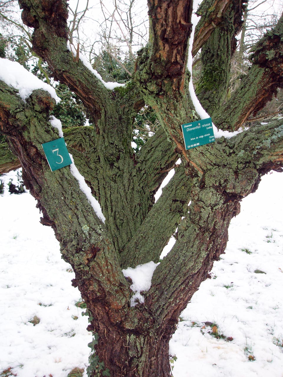 Arbre de neige (tronc)