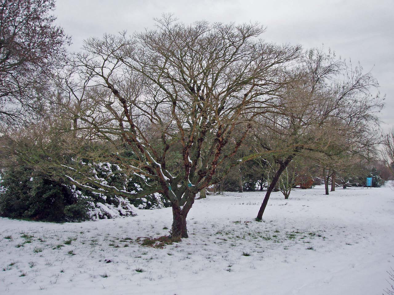 Arbre de neige