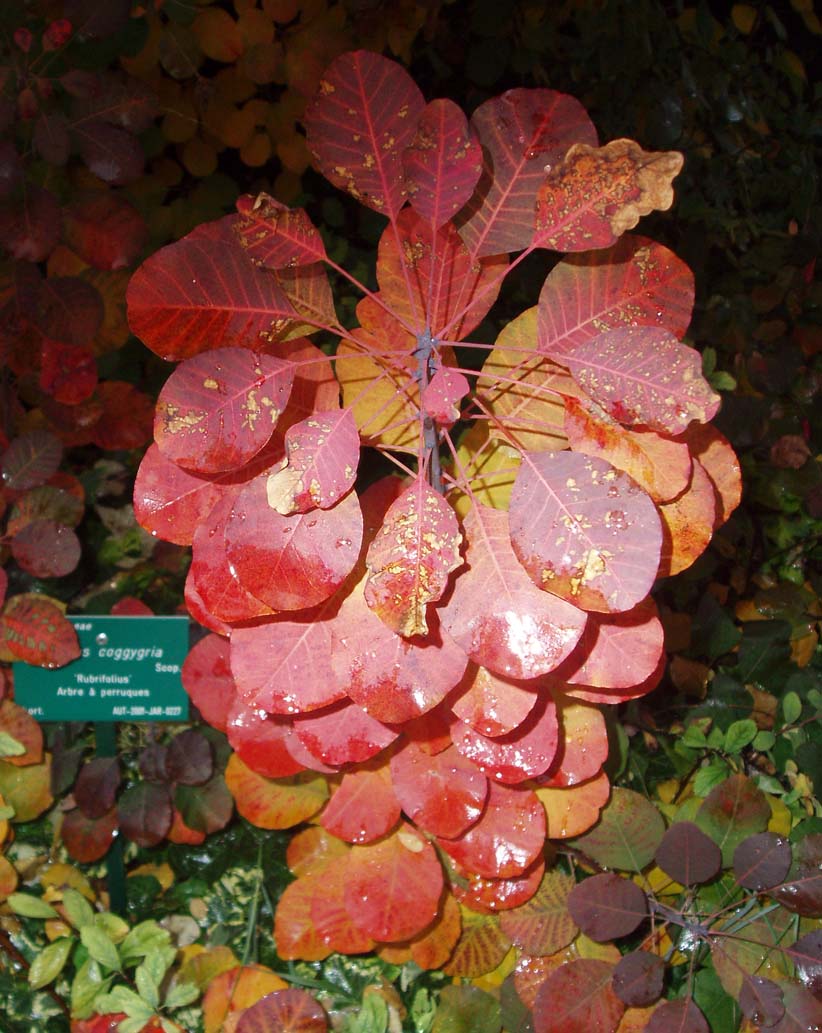 Arbre à perruques (feuilles1)