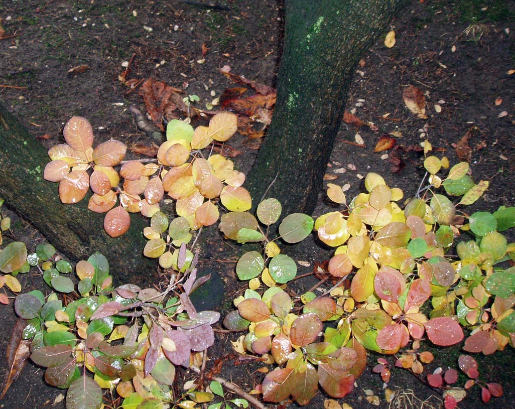 Arbre à perruques (tronc)