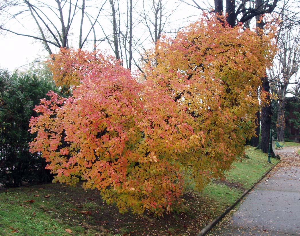 Arbre à perruques