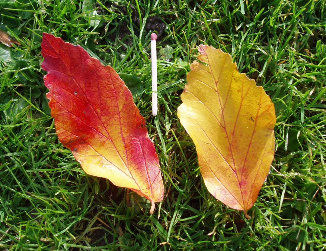 Arbre de fer (feuille)