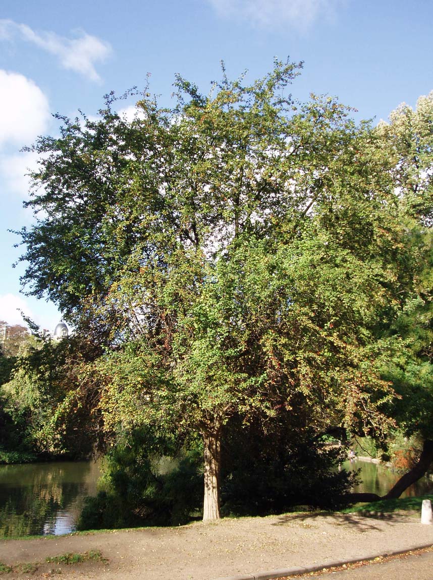 Aubépine Buttes Chaumont