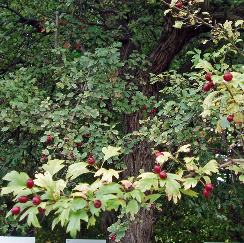 Aubépine (feuilles)