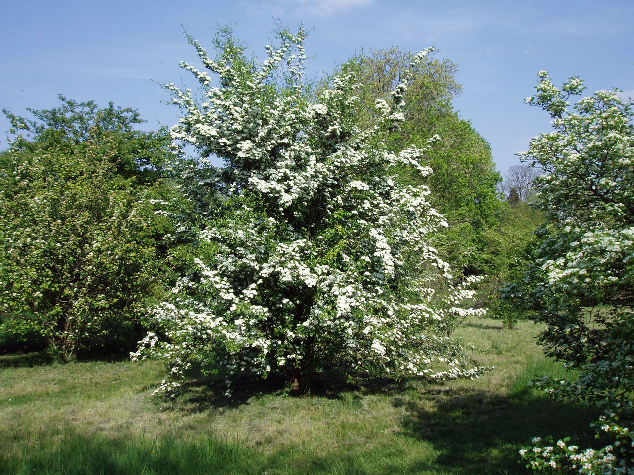 Aubépine Arboretum