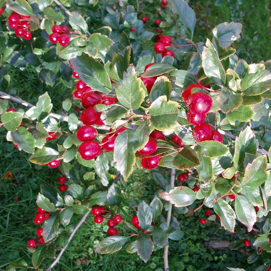 Aubépine (feuilles)