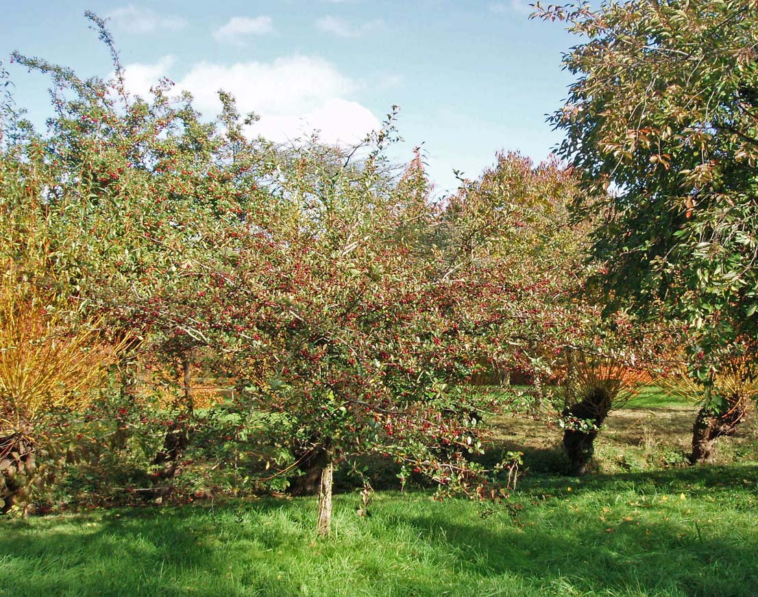 Aubépine Arboretum