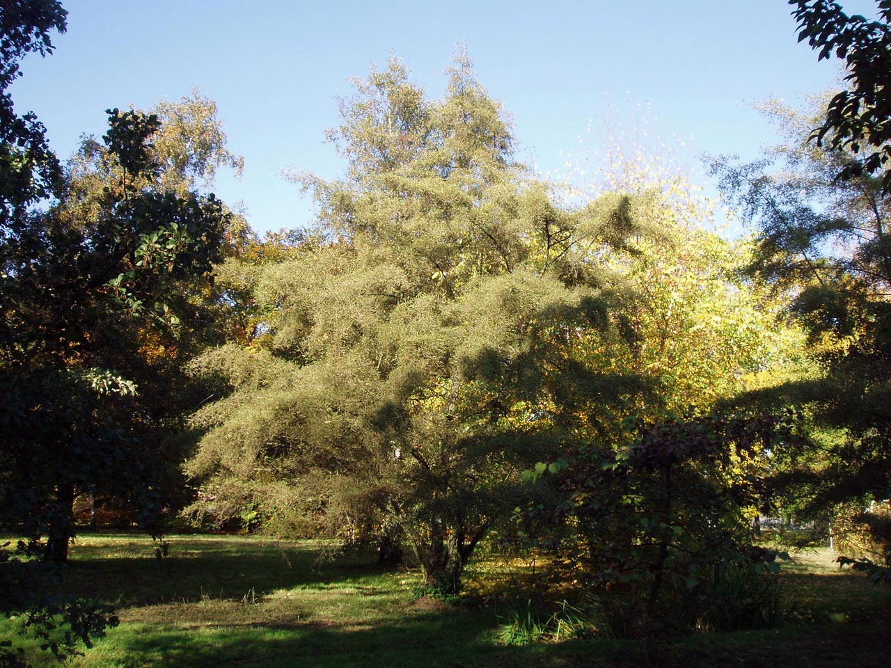 Aulne glutineux Arboretum