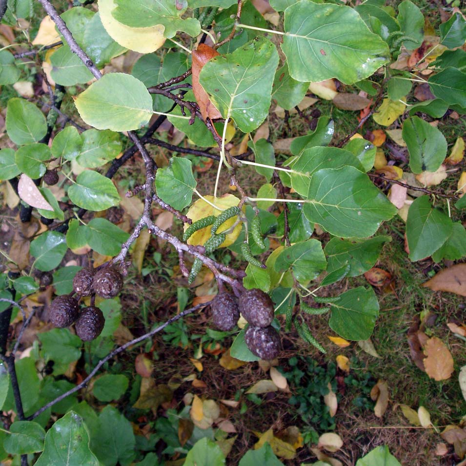 Aulne de Corse (feuilles)