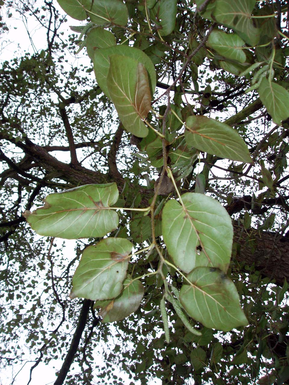 Aulne à feuilles cordées Arboretum