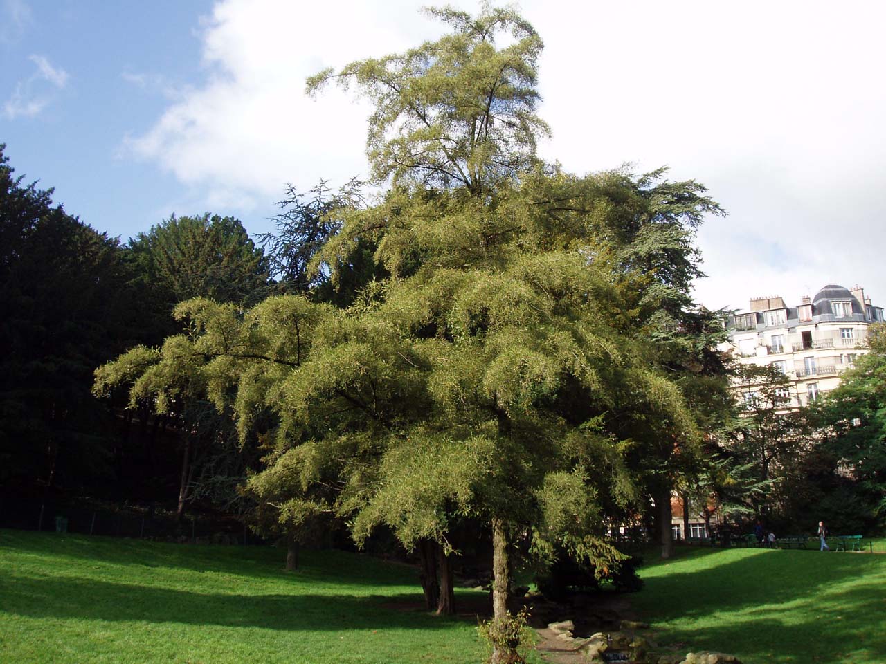 Aulne glutineux imperialis Buttes Chaumont