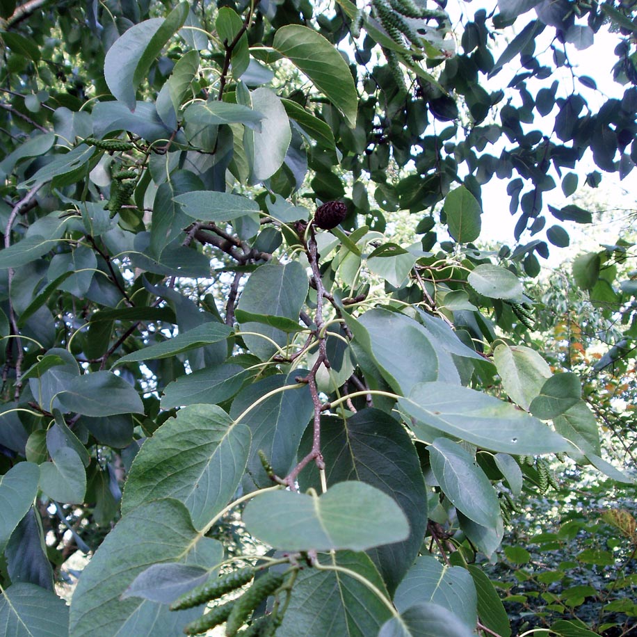Aulne hybride (feuilles)