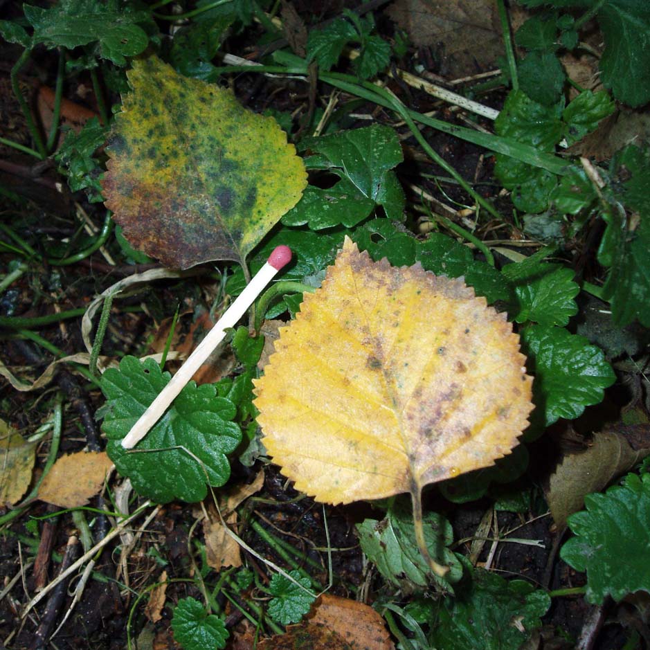 Bouleau blanc (feuille)