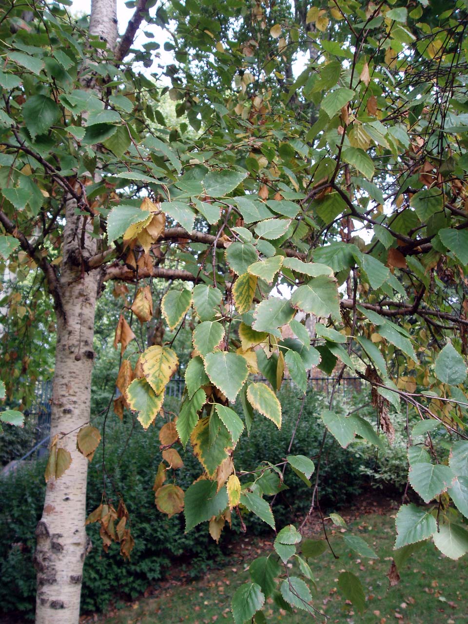 Bouleau (feuilles)