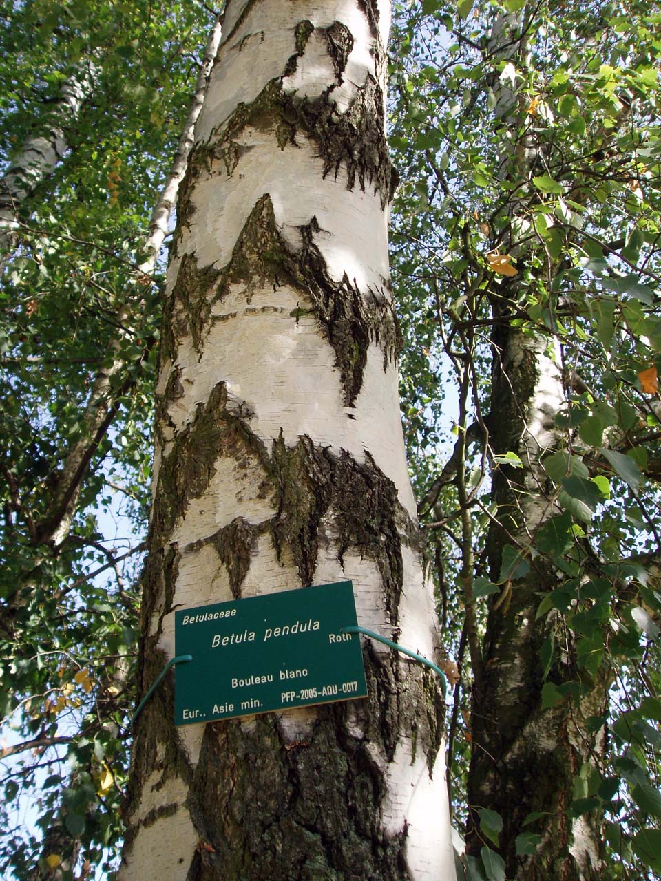 Bouleau blanc Parc Floral (tronc)