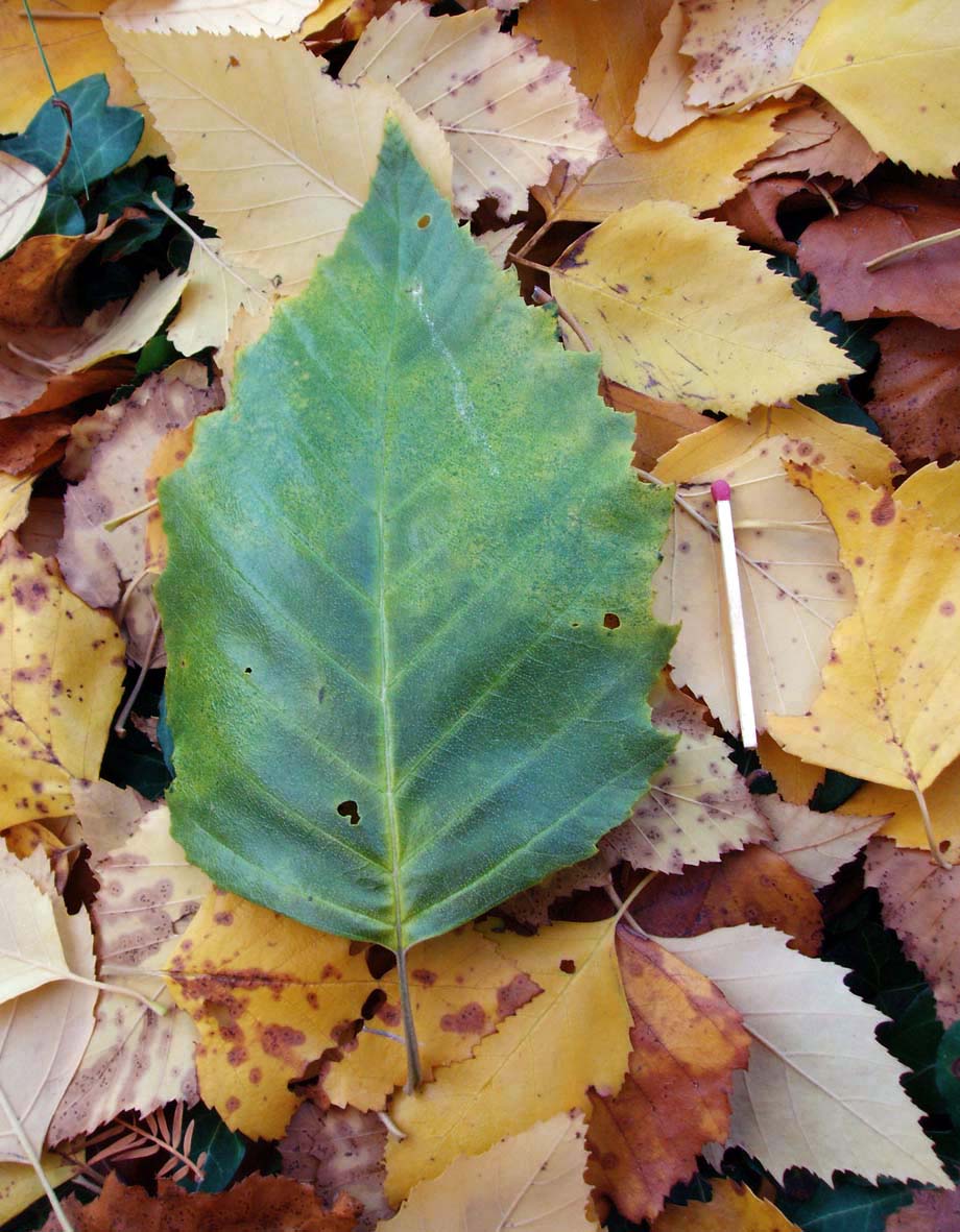 Bouleau noir (feuille)