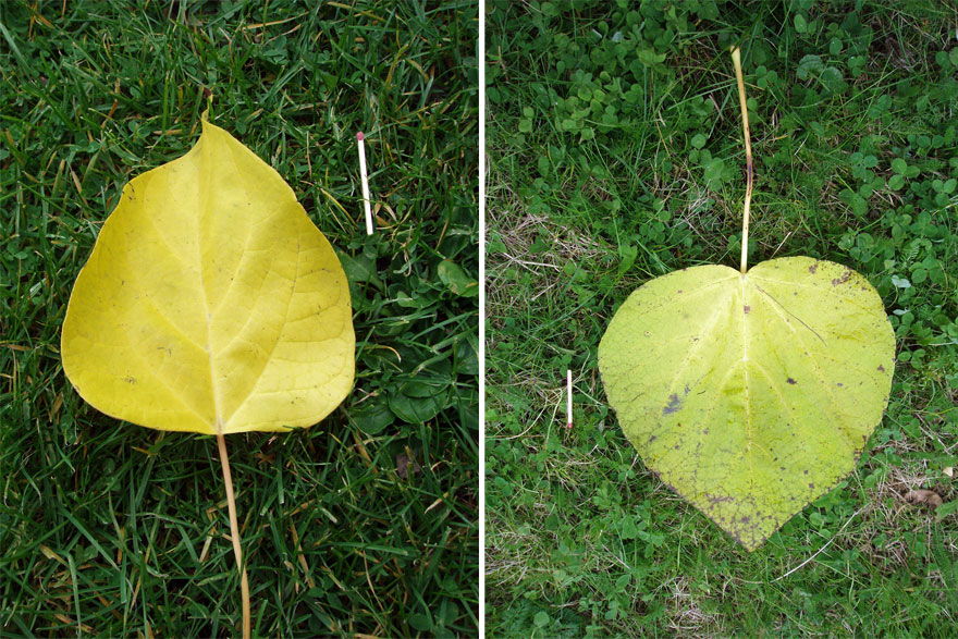 Catalpa (feuilles)