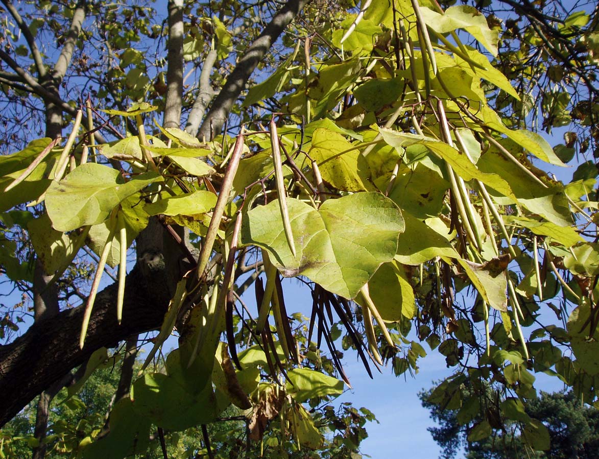 Catalpa (feuilles)