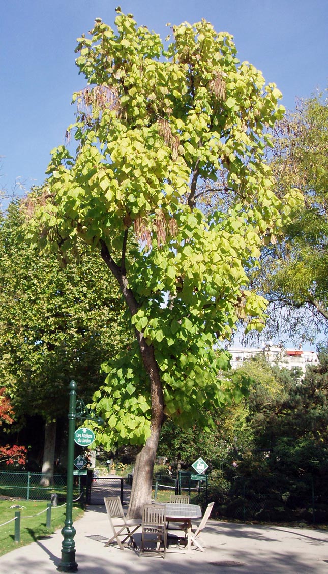 Catalpa Jardin d'acclimatation