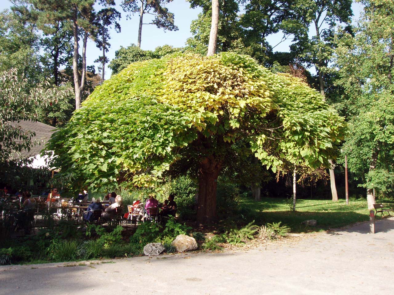 Catalpa Nana Parc Floral